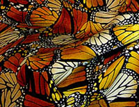 Monarch shawl